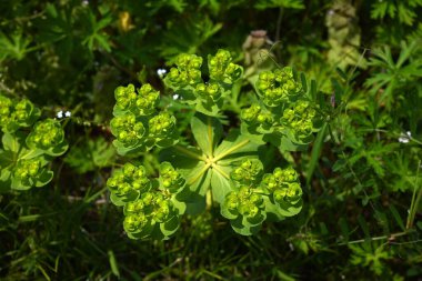 Euphorbia helioskopisi (Güneş suları) çiçekleri. İlkbaharda sarı çiçekler açan ve gövdesi ya da yaprakları zarar gördüğünde beyaz süt özsuyu salgılayan zehirli bir bitki..
