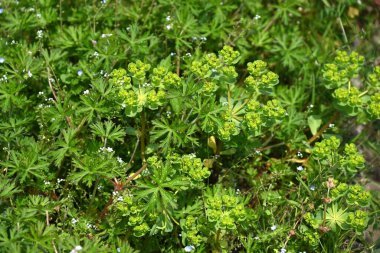 Euphorbia helioskopisi (Güneş suları) çiçekleri. İlkbaharda sarı çiçekler açan ve gövdesi ya da yaprakları zarar gördüğünde beyaz süt özsuyu salgılayan zehirli bir bitki..