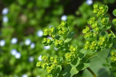 Euphorbia helioskopisi (Güneş suları) çiçekleri. İlkbaharda sarı çiçekler açan ve gövdesi ya da yaprakları zarar gördüğünde beyaz süt özsuyu salgılayan zehirli bir bitki..