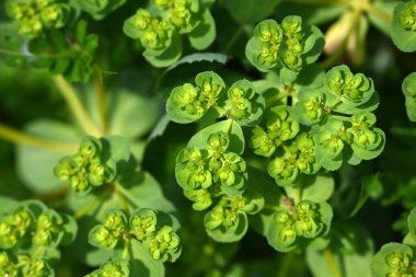 Euphorbia helioskopisi (Güneş suları) çiçekleri. İlkbaharda sarı çiçekler açan ve gövdesi ya da yaprakları zarar gördüğünde beyaz süt özsuyu salgılayan zehirli bir bitki..