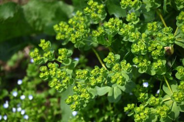 Euphorbia helioskopisi (Güneş suları) çiçekleri. İlkbaharda sarı çiçekler açan ve gövdesi ya da yaprakları zarar gördüğünde beyaz süt özsuyu salgılayan zehirli bir bitki..