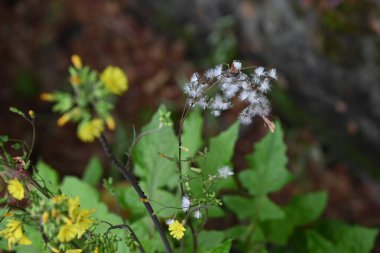 Doğulu sahte şahin sakal (Youngia japonica) çiçekleri. Asteraceae daimi yabani otlar. Yol kenarında büyürler ve yazın başından sonbahara kadar sarı çiçekler üretirler..