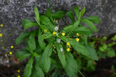 Doğulu sahte şahin sakal (Youngia japonica) çiçekleri. Asteraceae daimi yabani otlar. Yol kenarında büyürler ve yazın başından sonbahara kadar sarı çiçekler üretirler..