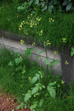 Doğulu sahte şahin sakal (Youngia japonica) çiçekleri. Asteraceae daimi yabani otlar. Yol kenarında büyürler ve yazın başından sonbahara kadar sarı çiçekler üretirler..