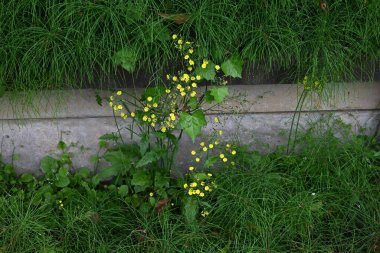 Doğulu sahte şahin sakal (Youngia japonica) çiçekleri. Asteraceae daimi yabani otlar. Yol kenarında büyürler ve yazın başından sonbahara kadar sarı çiçekler üretirler..