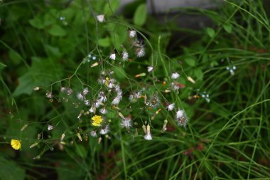 Doğulu sahte şahin sakal (Youngia japonica) çiçekleri. Asteraceae daimi yabani otlar. Yol kenarında büyürler ve yazın başından sonbahara kadar sarı çiçekler üretirler..