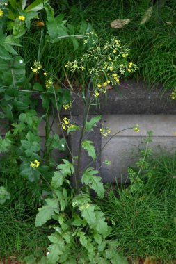 Doğulu sahte şahin sakal (Youngia japonica) çiçekleri. Asteraceae daimi yabani otlar. Yol kenarında büyürler ve yazın başından sonbahara kadar sarı çiçekler üretirler..