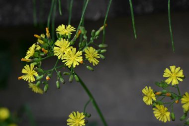 Doğulu sahte şahin sakal (Youngia japonica) çiçekleri. Asteraceae daimi yabani otlar. Yol kenarında büyürler ve yazın başından sonbahara kadar sarı çiçekler üretirler..