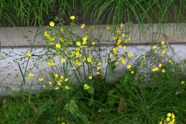 Doğulu sahte şahin sakal (Youngia japonica) çiçekleri. Asteraceae daimi yabani otlar. Yol kenarında büyürler ve yazın başından sonbahara kadar sarı çiçekler üretirler..