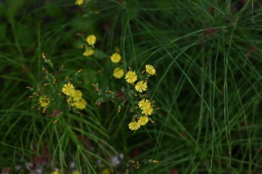 Doğulu sahte şahin sakal (Youngia japonica) çiçekleri. Asteraceae daimi yabani otlar. Yol kenarında büyürler ve yazın başından sonbahara kadar sarı çiçekler üretirler..
