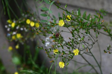 Doğulu sahte şahin sakal (Youngia japonica) çiçekleri. Asteraceae daimi yabani otlar. Yol kenarında büyürler ve yazın başından sonbahara kadar sarı çiçekler üretirler..