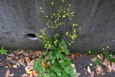 Doğulu sahte şahin sakal (Youngia japonica) çiçekleri. Asteraceae daimi yabani otlar. Yol kenarında büyürler ve yazın başından sonbahara kadar sarı çiçekler üretirler..