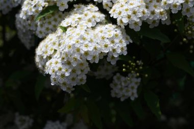 Reeves spirea (Spiraea cantoniensis) çiçekleri. Rosaceae yaprak döken çalı. Nisan 'dan Mayıs' a kadar küçük beyaz çiçekler tomurcuklanır..