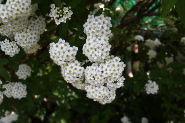 Reeves spirea (Spiraea cantoniensis) çiçekleri. Rosaceae yaprak döken çalı. Nisan 'dan Mayıs' a kadar küçük beyaz çiçekler tomurcuklanır..