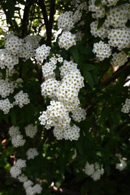 Reeves spirea (Spiraea cantoniensis) çiçekleri. Rosaceae yaprak döken çalı. Nisan 'dan Mayıs' a kadar küçük beyaz çiçekler tomurcuklanır..