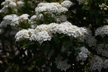 Reeves spirea (Spiraea cantoniensis) çiçekleri. Rosaceae yaprak döken çalı. Nisan 'dan Mayıs' a kadar küçük beyaz çiçekler tomurcuklanır..
