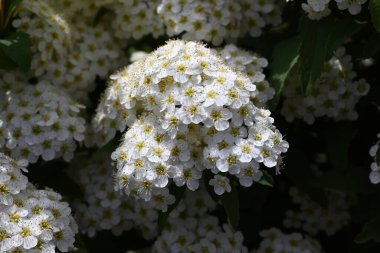 Reeves spirea (Spiraea cantoniensis) çiçekleri. Rosaceae yaprak döken çalı. Nisan 'dan Mayıs' a kadar küçük beyaz çiçekler tomurcuklanır..