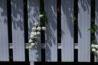 Reeves spirea (Spiraea cantoniensis) çiçekleri. Rosaceae yaprak döken çalı. Nisan 'dan Mayıs' a kadar küçük beyaz çiçekler tomurcuklanır..
