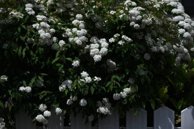 Reeves spirea (Spiraea cantoniensis) çiçekleri. Rosaceae yaprak döken çalı. Nisan 'dan Mayıs' a kadar küçük beyaz çiçekler tomurcuklanır..