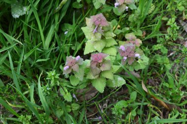 Kırmızı ölü ısırgan otu (Lamium purpureum) çiçekleri. Lamiaceae bienali bitkileri. Yol kenarlarında yetişir ve baharda pembe dudak şeklindeki çiçekler açar..