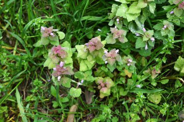 Kırmızı ölü ısırgan otu (Lamium purpureum) çiçekleri. Lamiaceae bienali bitkileri. Yol kenarlarında yetişir ve baharda pembe dudak şeklindeki çiçekler açar..