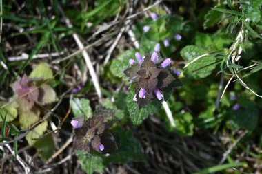 Kırmızı ölü ısırgan otu (Lamium purpureum) çiçekleri. Lamiaceae bienali bitkileri. Yol kenarlarında yetişir ve baharda pembe dudak şeklindeki çiçekler açar..