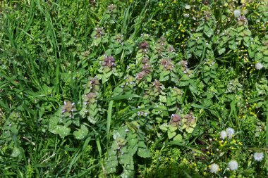Kırmızı ölü ısırgan otu (Lamium purpureum) çiçekleri. Lamiaceae bienali bitkileri. Yol kenarlarında yetişir ve baharda pembe dudak şeklindeki çiçekler açar..