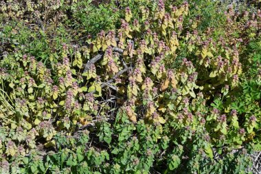 Kırmızı ölü ısırgan otu (Lamium purpureum) çiçekleri. Lamiaceae bienali bitkileri. Yol kenarlarında yetişir ve baharda pembe dudak şeklindeki çiçekler açar..