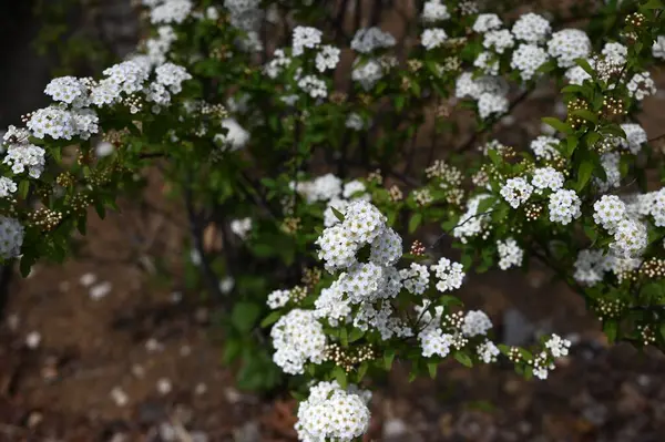 Reeves spirea (Spiraea cantoniensis) çiçekleri. Rosaceae yaprak döken çalı. Nisan 'dan Mayıs' a kadar küçük beyaz çiçekler tomurcuklanır..