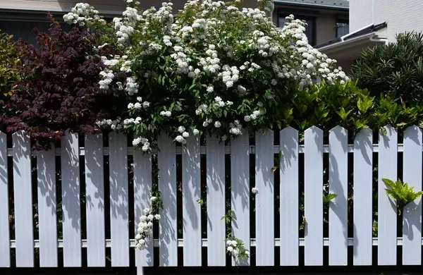 Reeves spirea (Spiraea cantoniensis) çiçekleri. Rosaceae yaprak döken çalı. Nisan 'dan Mayıs' a kadar küçük beyaz çiçekler tomurcuklanır..