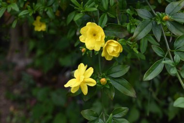 Jasminum mesnyi (Japon yasemin) çiçekleri. Oleaceae yarı asma her zaman yeşil çalı. Sarı çiçekler Mart 'tan Nisan' a kadar açar.