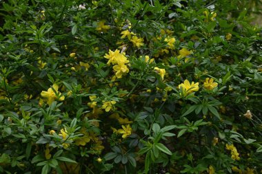 Jasminum mesnyi (Japon yasemin) çiçekleri. Oleaceae yarı asma her zaman yeşil çalı. Sarı çiçekler Mart 'tan Nisan' a kadar açar.