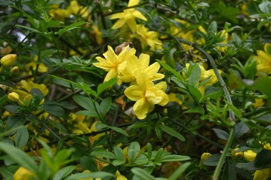 Jasminum mesnyi (Japon yasemin) çiçekleri. Oleaceae yarı asma her zaman yeşil çalı. Sarı çiçekler Mart 'tan Nisan' a kadar açar.
