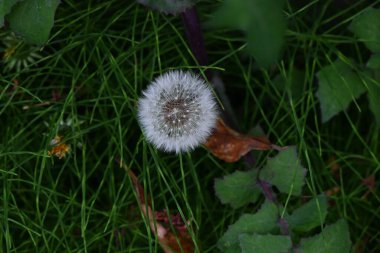Yol kenarında karahindiba çiçekleri açıyor. Asteraceae daimi bitkileri. Sarı çiçekler ve rüzgarda uçuşan beyaz pappus tipik bir ilkbahar özelliğidir..