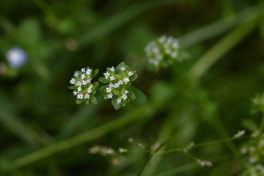  Mısır salatası (Valerianella locusta) çiçekleri. Caprifoliaceae biennial A salata bitkisi. Küçük açık mavimsi mor çiçekler baharda açar..