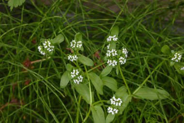  Mısır salatası (Valerianella locusta) çiçekleri. Caprifoliaceae biennial A salata bitkisi. Küçük açık mavimsi mor çiçekler baharda açar..
