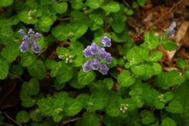 Scutellaria Indica çiçekleri. Lamiaceae bitkileri. Yazın başlarında, sivri uçlu, dudak şeklinde mor ya da beyaz çiçekler köklerinin sonunda çiçek açar..