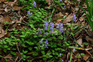 Scutellaria Indica çiçekleri. Lamiaceae bitkileri. Yazın başlarında, sivri uçlu, dudak şeklinde mor ya da beyaz çiçekler köklerinin sonunda çiçek açar..