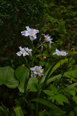 Fringed Iris (Iris japonica) çiçekleri. Ağaçların gölgelerinde, ormanlarda kümeler halinde büyürler. Yazın başlarında çiçeklenirler. Yapraklarında mor ve sarı desenler vardır..