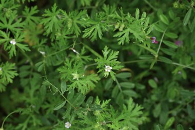 Carolina sardunyası (Geranium carolinianum) çiçekleri. Geraniaceae ailesinde yol kenarındaki bir ot yazın başlarında küçük soluk pembe beş yapraklı çiçeklerle çiçek açar..