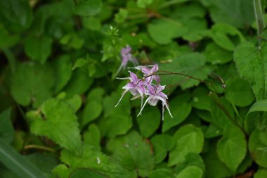 Barrenwort (Epimedium grandiflorum) çiçekleri. Berberidaceae yaprak döken bitkileri. Soluk pembe çapa şeklinde çiçekler baharda aşağıya doğru açar. Yenilebilir ve tıbbi.