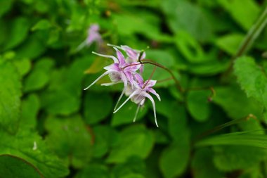 Barrenwort (Epimedium grandiflorum) çiçekleri. Berberidaceae yaprak döken bitkileri. Soluk pembe çapa şeklinde çiçekler baharda aşağıya doğru açar. Yenilebilir ve tıbbi.