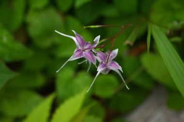 Barrenwort (Epimedium grandiflorum) çiçekleri. Berberidaceae yaprak döken bitkileri. Soluk pembe çapa şeklinde çiçekler baharda aşağıya doğru açar. Yenilebilir ve tıbbi.