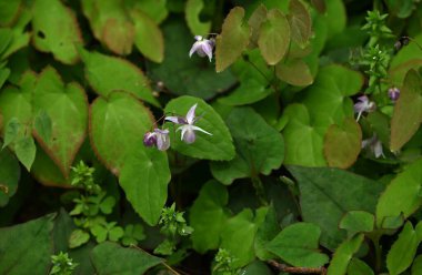 Barrenwort (Epimedium grandiflorum) çiçekleri. Berberidaceae yaprak döken bitkileri. Soluk pembe çapa şeklinde çiçekler baharda aşağıya doğru açar. Yenilebilir ve tıbbi.