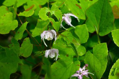 Barrenwort (Epimedium grandiflorum) çiçekleri. Berberidaceae yaprak döken bitkileri. Soluk pembe çapa şeklinde çiçekler baharda aşağıya doğru açar. Yenilebilir ve tıbbi.