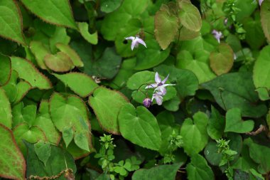 Barrenwort (Epimedium grandiflorum) çiçekleri. Berberidaceae yaprak döken bitkileri. Soluk pembe çapa şeklinde çiçekler baharda aşağıya doğru açar. Yenilebilir ve tıbbi.