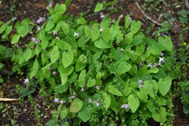 Barrenwort (Epimedium grandiflorum) çiçekleri. Berberidaceae yaprak döken bitkileri. Soluk pembe çapa şeklinde çiçekler baharda aşağıya doğru açar. Yenilebilir ve tıbbi.
