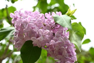 Leylak çiçekleri. Oleaceae şırıngası yaprak döken çalı. Kokulu mor, pembe ve beyaz çiçekler baharda açar ve parfümlerde bir malzeme olarak kullanılır..