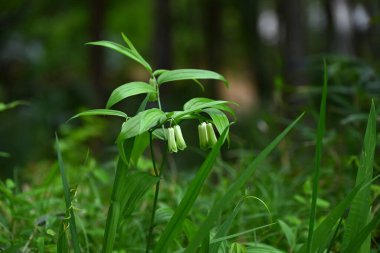 Disporum sessil (Japon peri çanları) çiçekler. Colchicaceae daimi zehirli bitkileri. İnce, boru şeklinde çiçekler ilkbahardan yazın başına kadar sarkır..