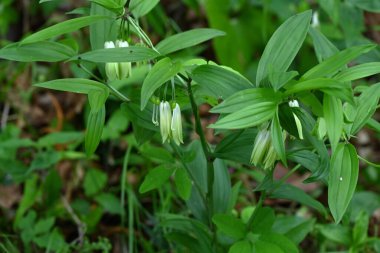 Disporum sessil (Japon peri çanları) çiçekler. Colchicaceae daimi zehirli bitkileri. İnce, boru şeklinde çiçekler ilkbahardan yazın başına kadar sarkır..